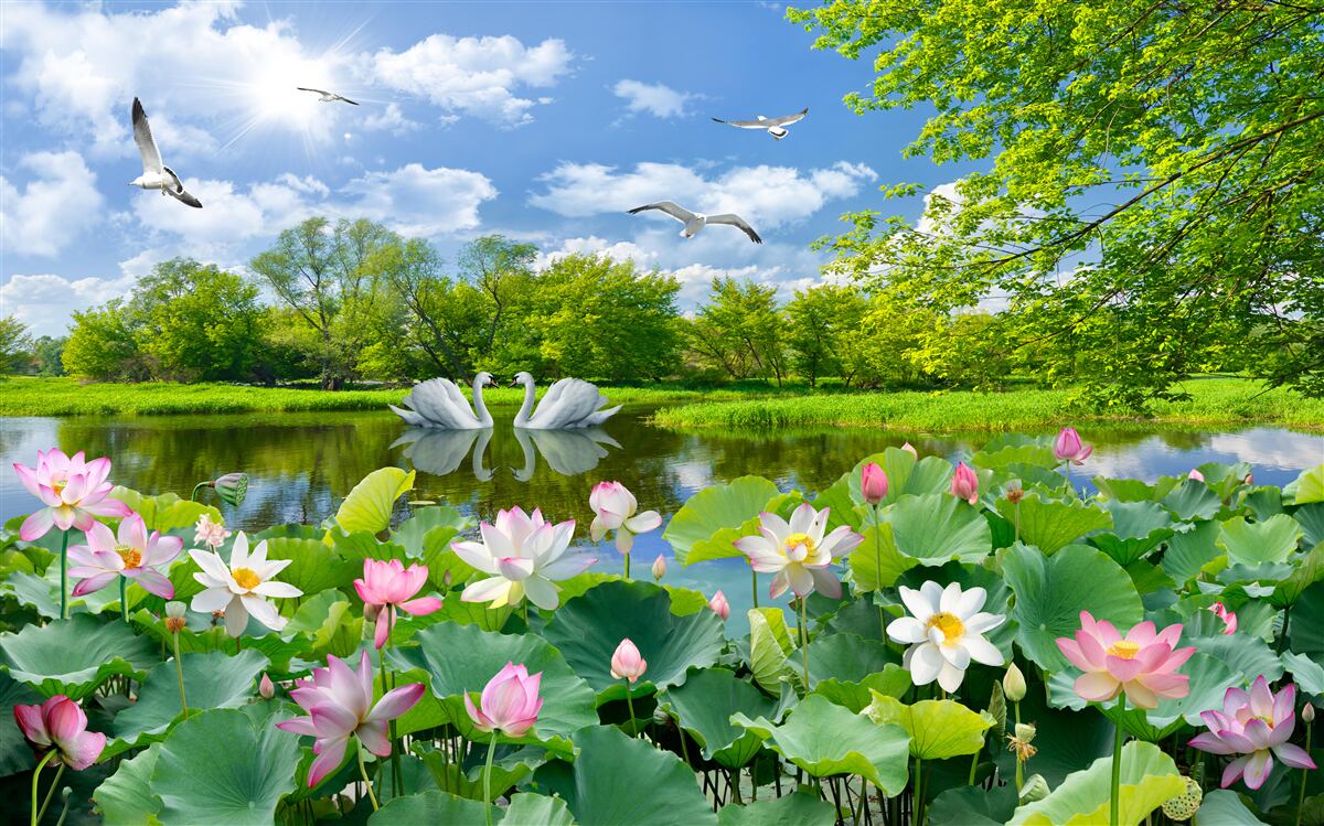 Fototapeten Zwei Schwäne schwimmen mit Wasserlilien auf dem Teich