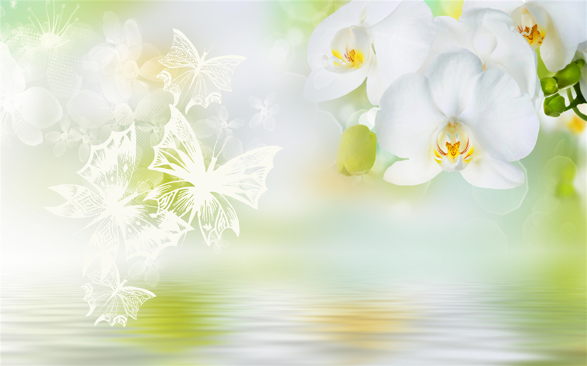 Fototapeten Schnee -White -Orchideen, die im Wasser reflektiert werden