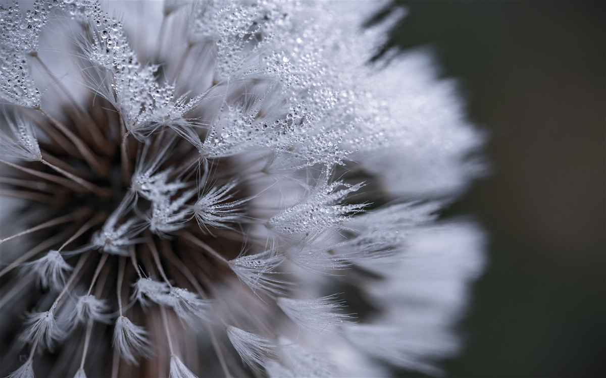 Fototapeten Löwenzahnblumen mit flauschigen Blütenblättern