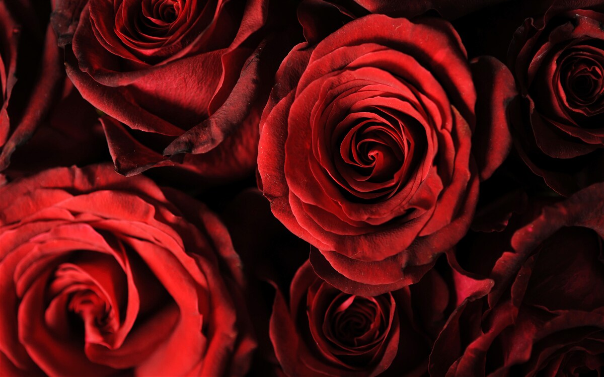 Fototapeten Die rote Rose ist die Verkörperung der Schönheit