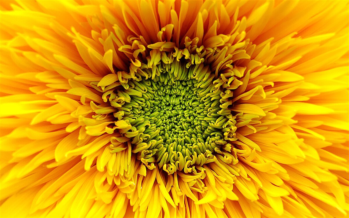 Fototapeten Eine Blume mit einem grünen Zentrum, in einer hellgelben Farbe gestrichen