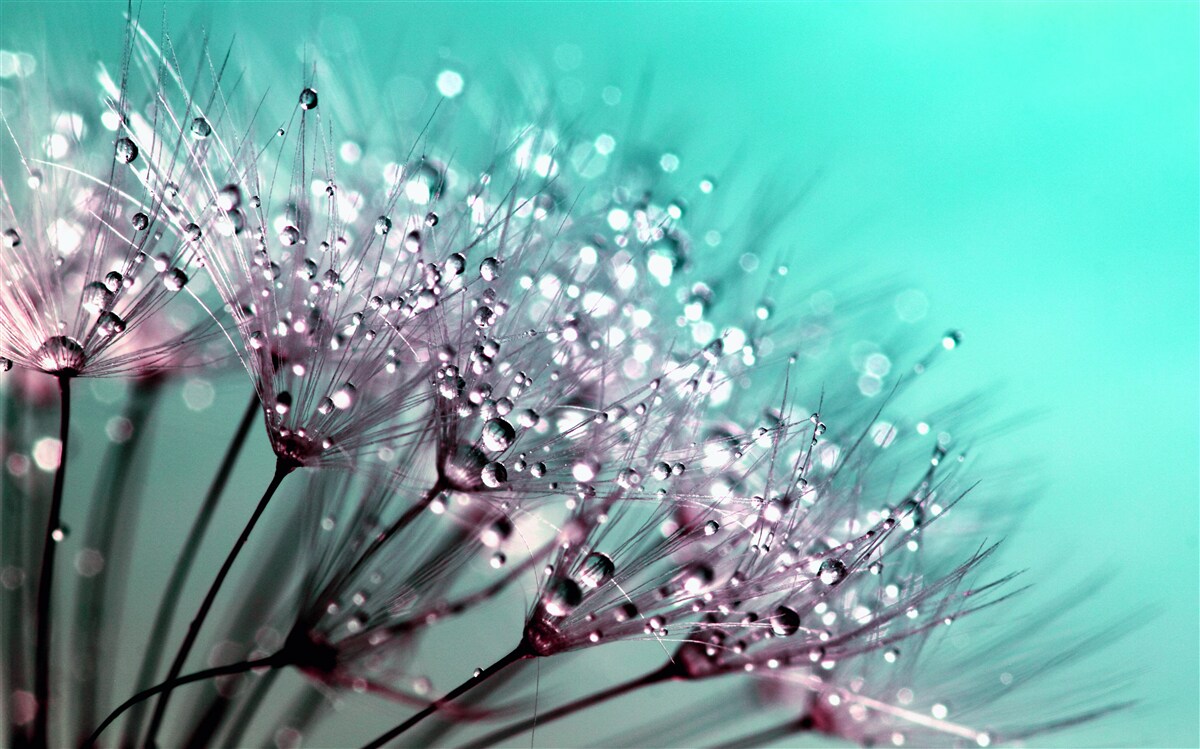 Fototapeten Morning Dew auf einer Löwenzahnblume