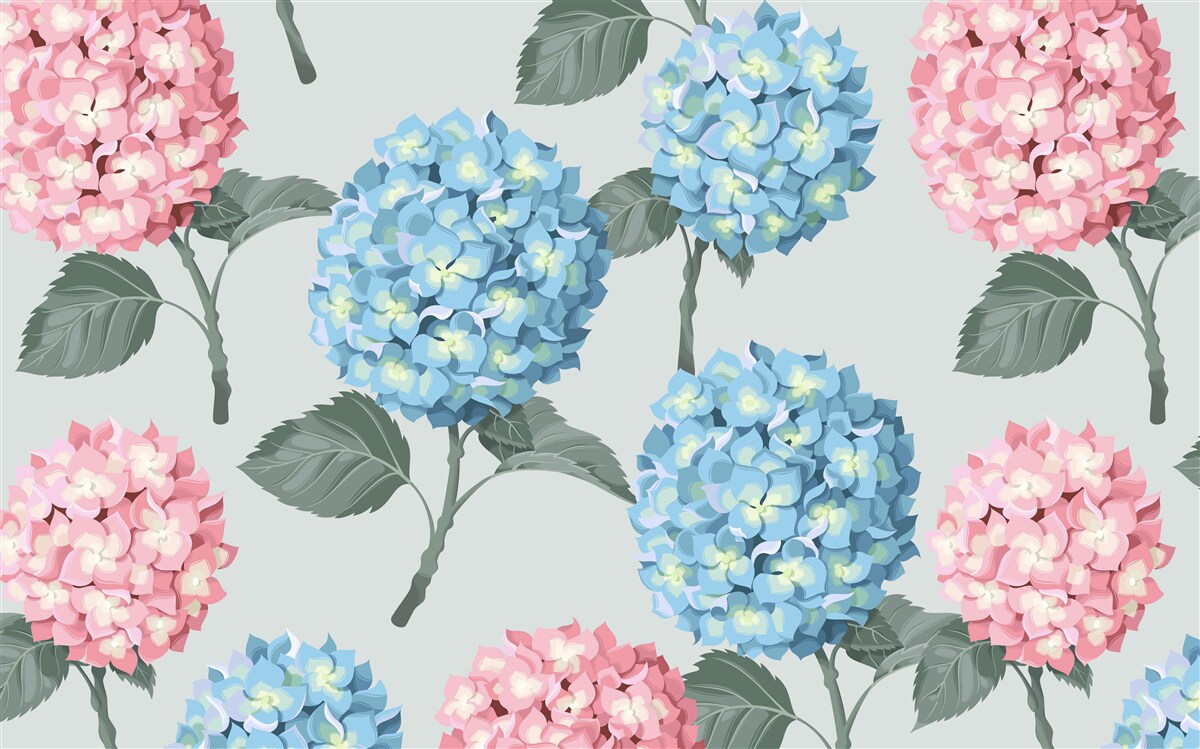 Fototapeten Rosa und blaue Hortensien