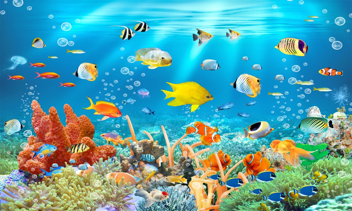 Fototapeten Die Vielfalt der Fische unter Wasser