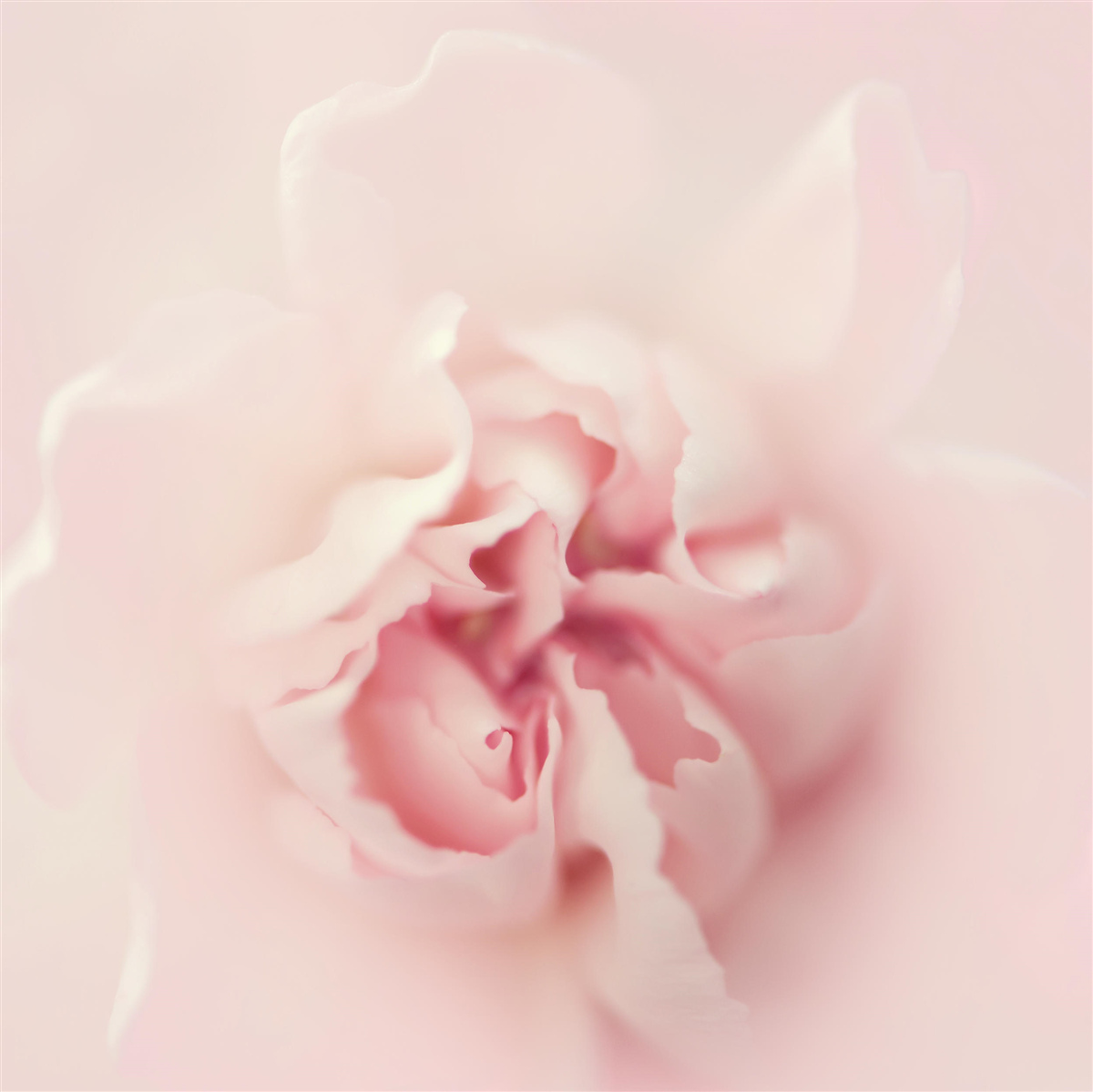 Fototapeten Ein detailliertes Bild des Herzens einer rosa Blume