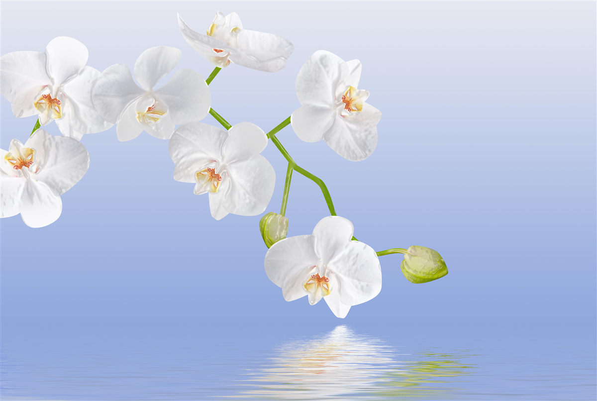 Fototapeten Schnee -White -Orchidee über der Wasseroberfläche