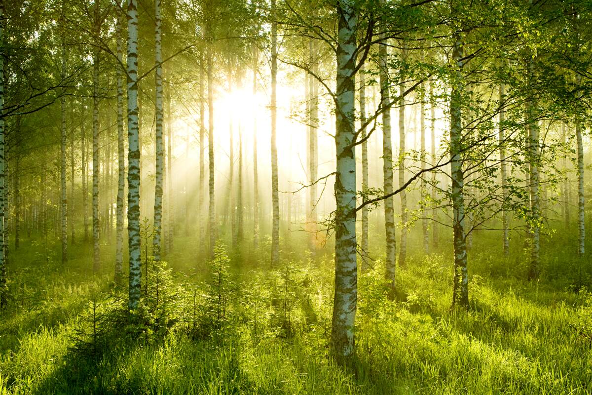 Fototapeten Morgendämmerung im Birkenwald