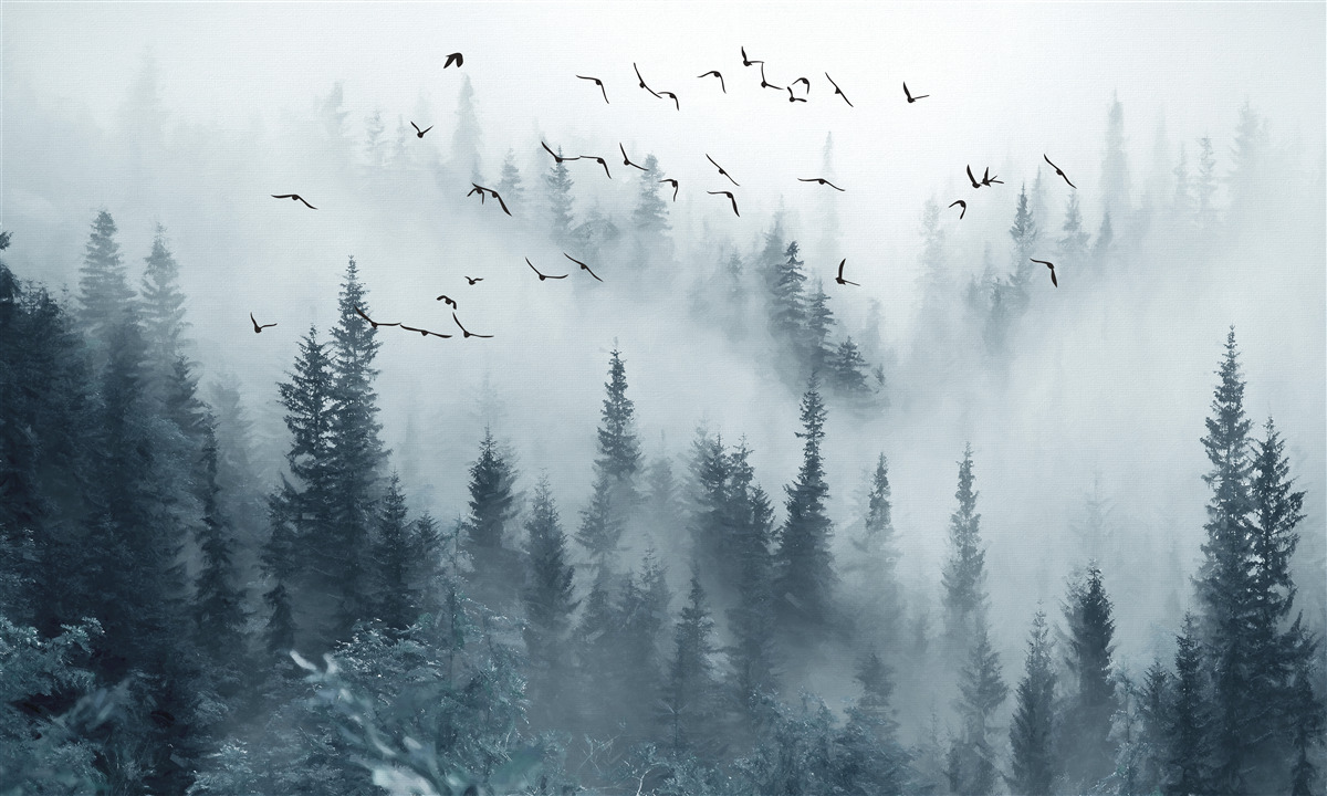 Fototapeten Der von Nebel umgebene Wald bleibt unter fliegenden Vögeln