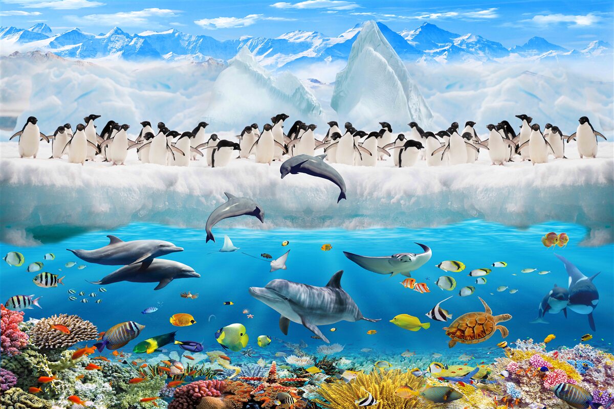 Fototapeten Delfine und Pinguine leben in Korallenriffen
