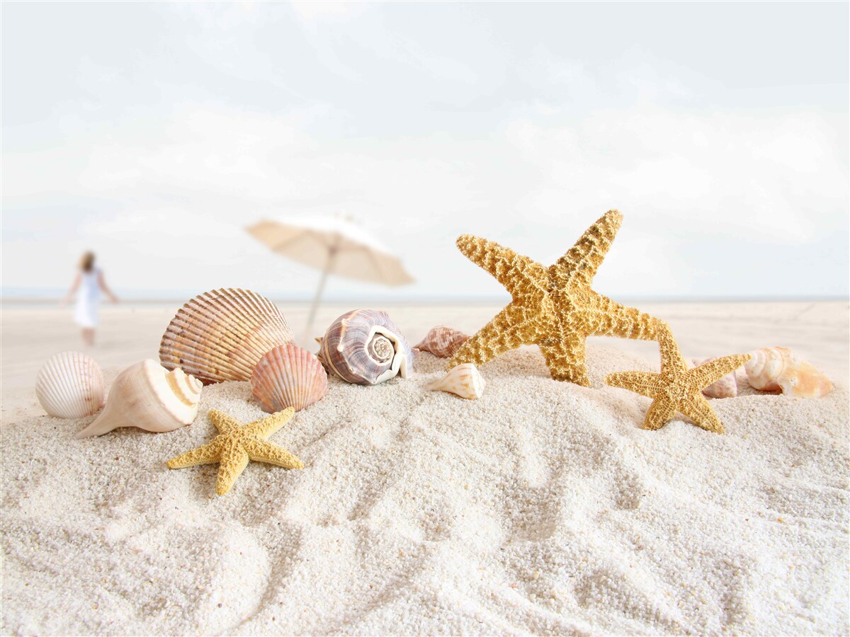 Fototapeten Seestern und Muscheln liegen im Sand