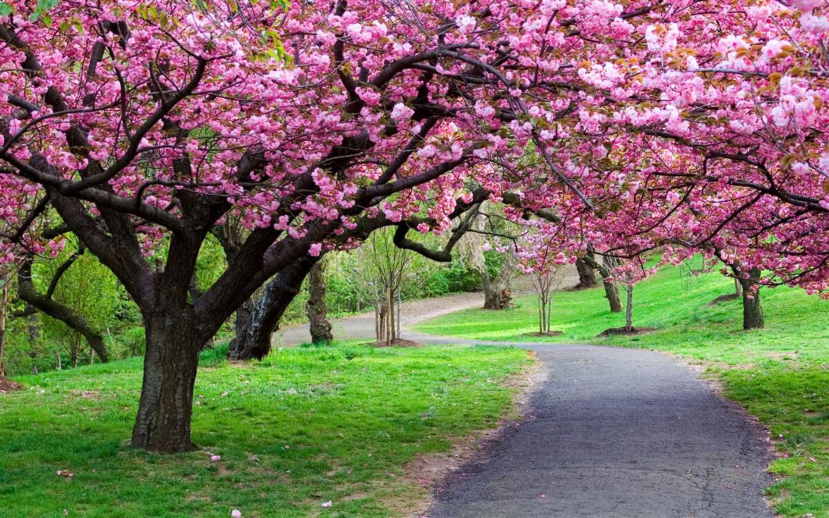 Fototapeten Avenue im Park mit Blumen gepunktet