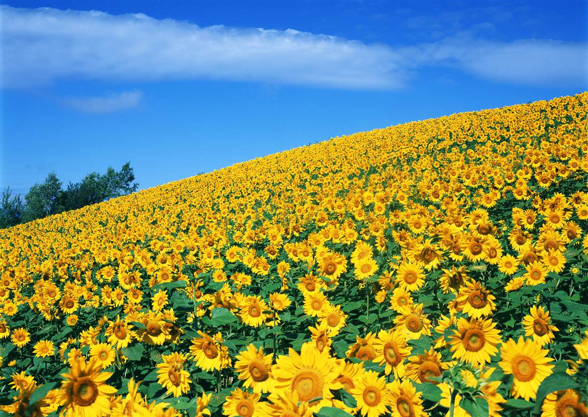 Fototapeten Toller Raum mit Sonnenblumen