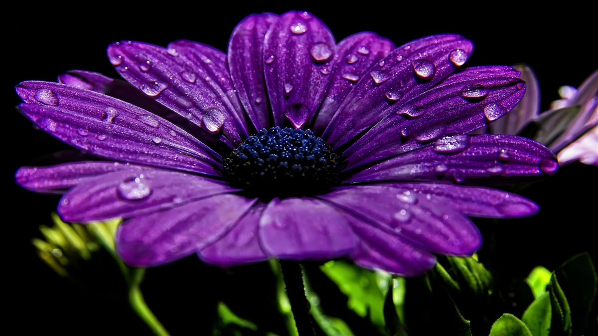Fototapeten Wassertropfen auf einem lila Gerbery