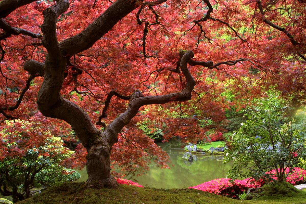 Fototapeten Ein Ahorn aus Japan in der Nähe des Teiches im Herbst