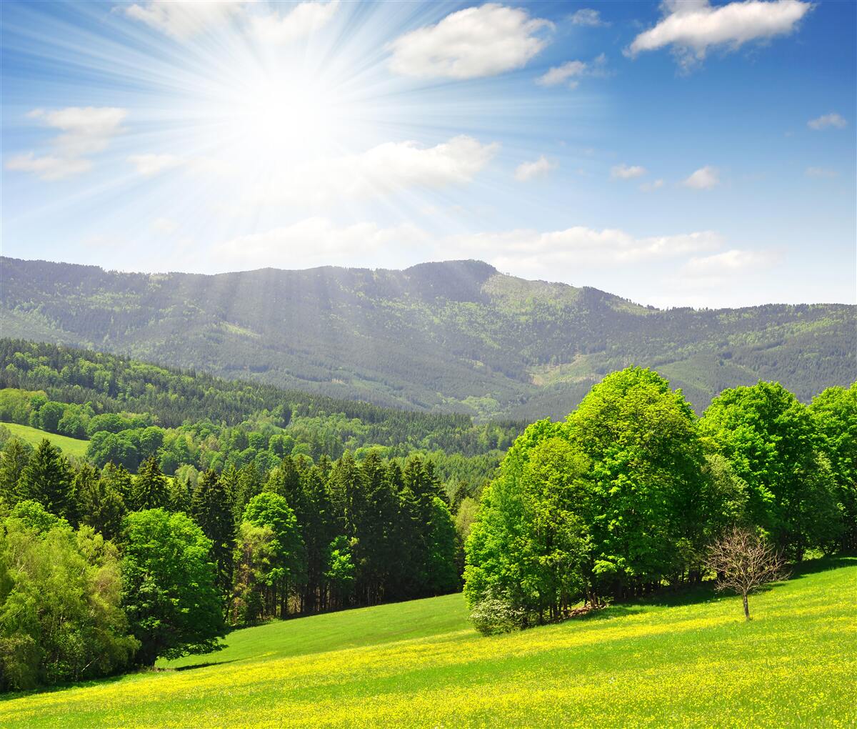 Fototapeten Die Sonne ist am höchsten Punkt über der grünen Wiese