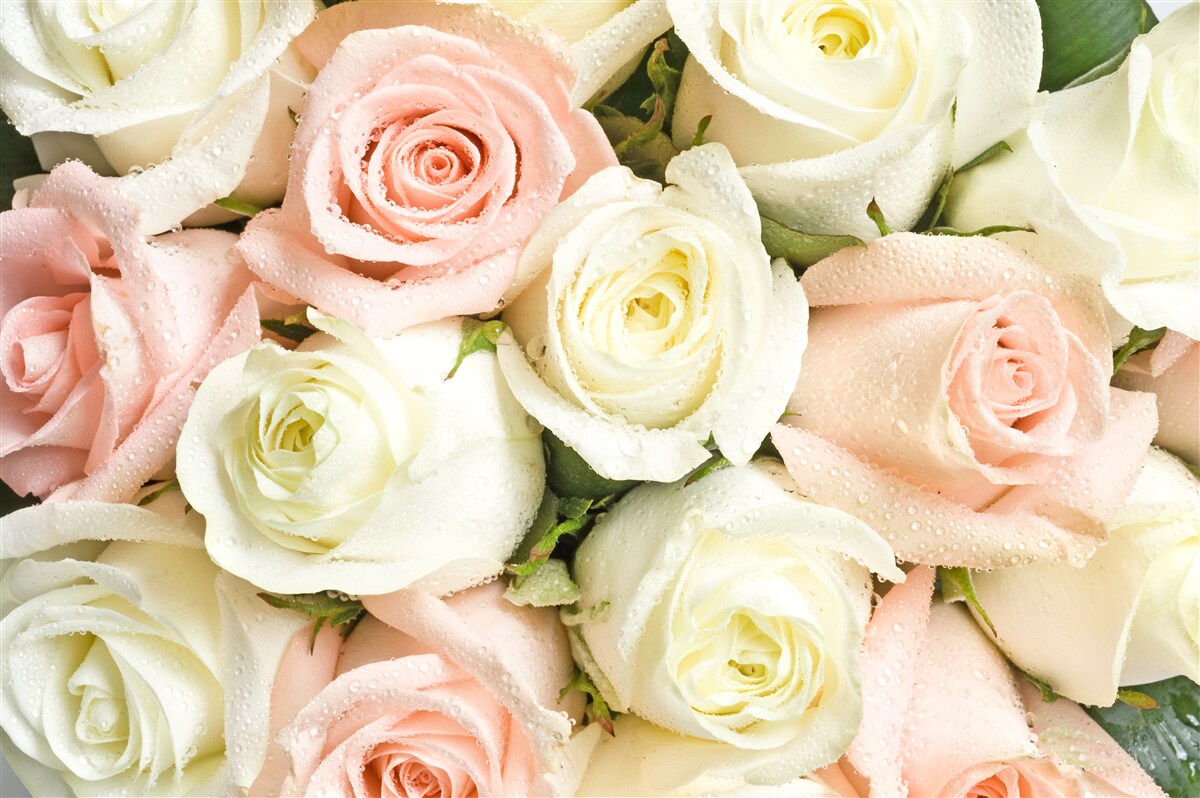 Fototapeten Ein Bouquet von beige-rosa Pink, voller Delikatesse