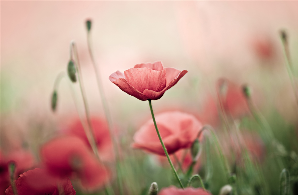 Fototapeten einsame und wehrlose Mohnblumen