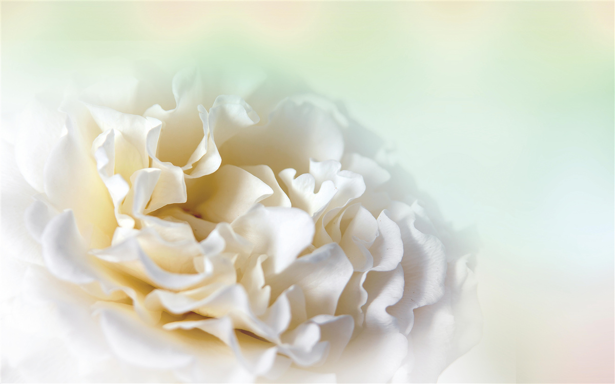 Fototapeten Romantische weiße Blume, voller Delikatesse