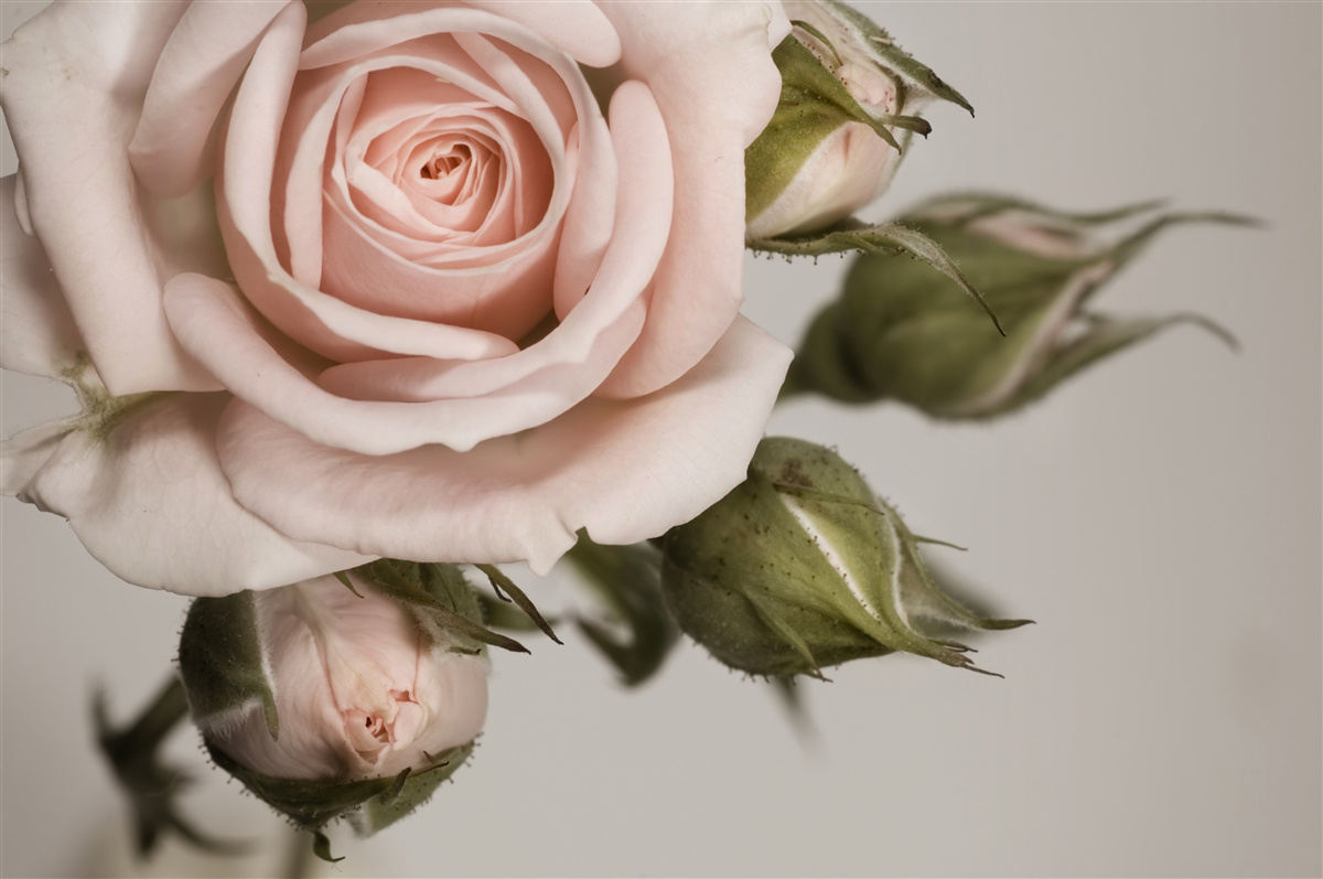 Fototapeten Rose in einem Schatten von Pulverrosa und seinen Blütenknospen