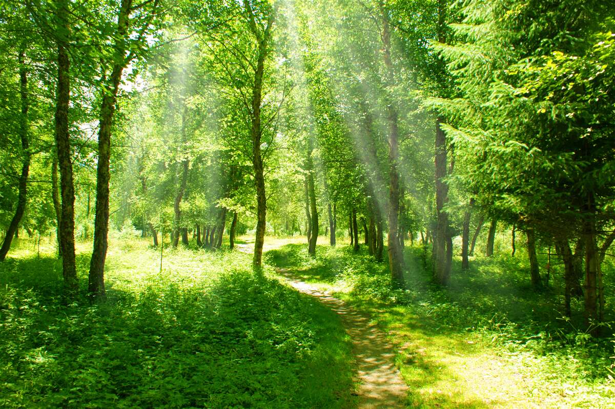 Fototapeten Die Sonnenstrahlen durchdringen deutlich durch die Krone von Waldbäumen