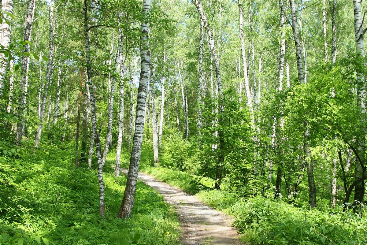 Fototapeten Weg durch den Birkenwald in der Sommersaison