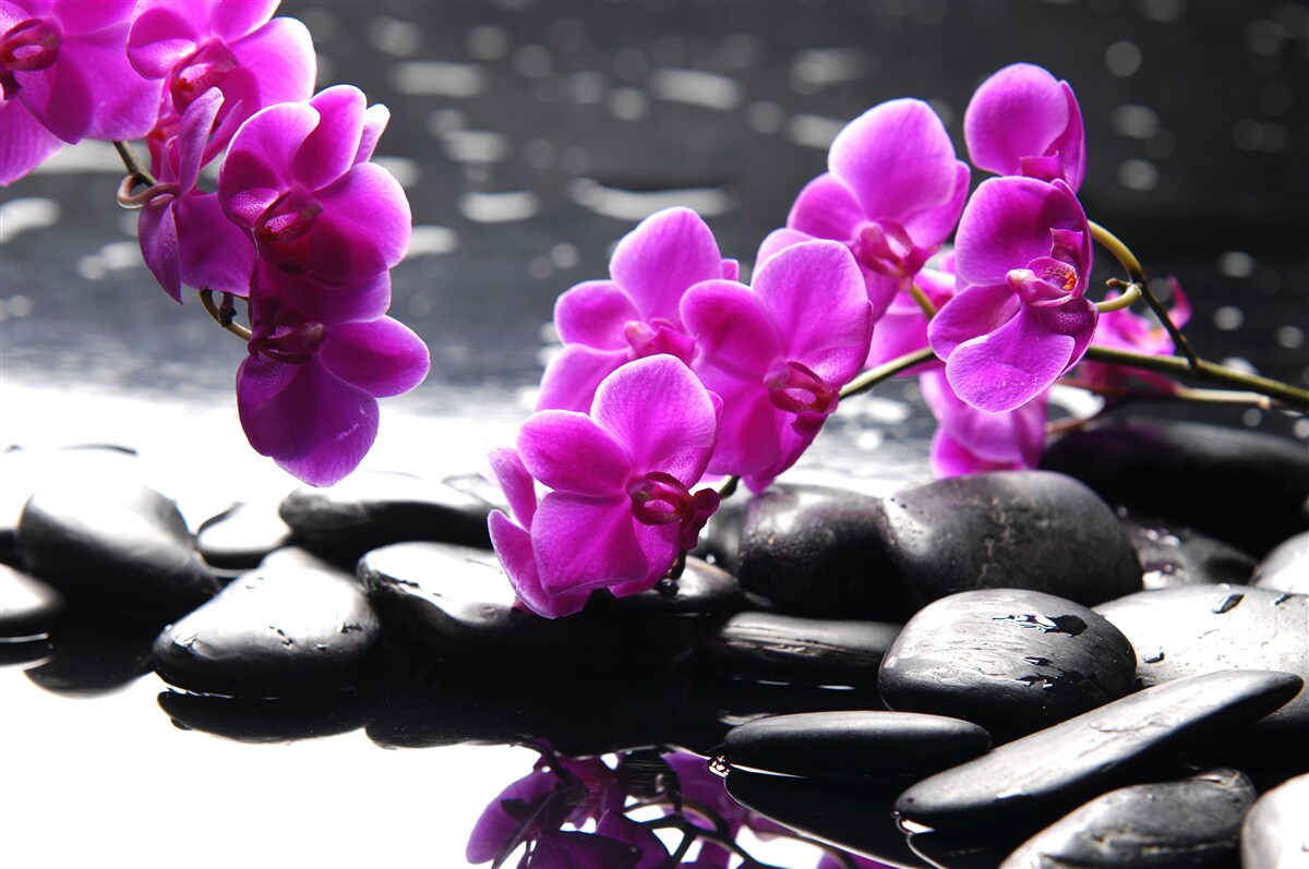 Fototapeten Eine Orchidee mit einem lila Farbton, eingebettet auf matte schwarze Steine