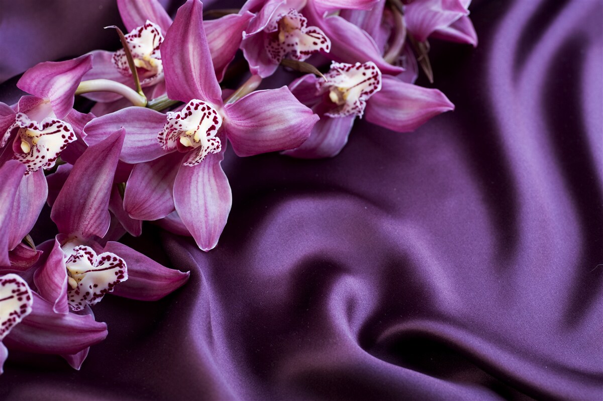 Fototapeten Violette Satinorchideen im gleichen Schatten
