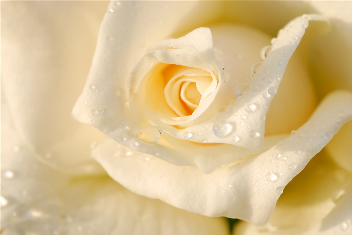 Fototapeten Rose in Tropfen, weiß gestrichen
