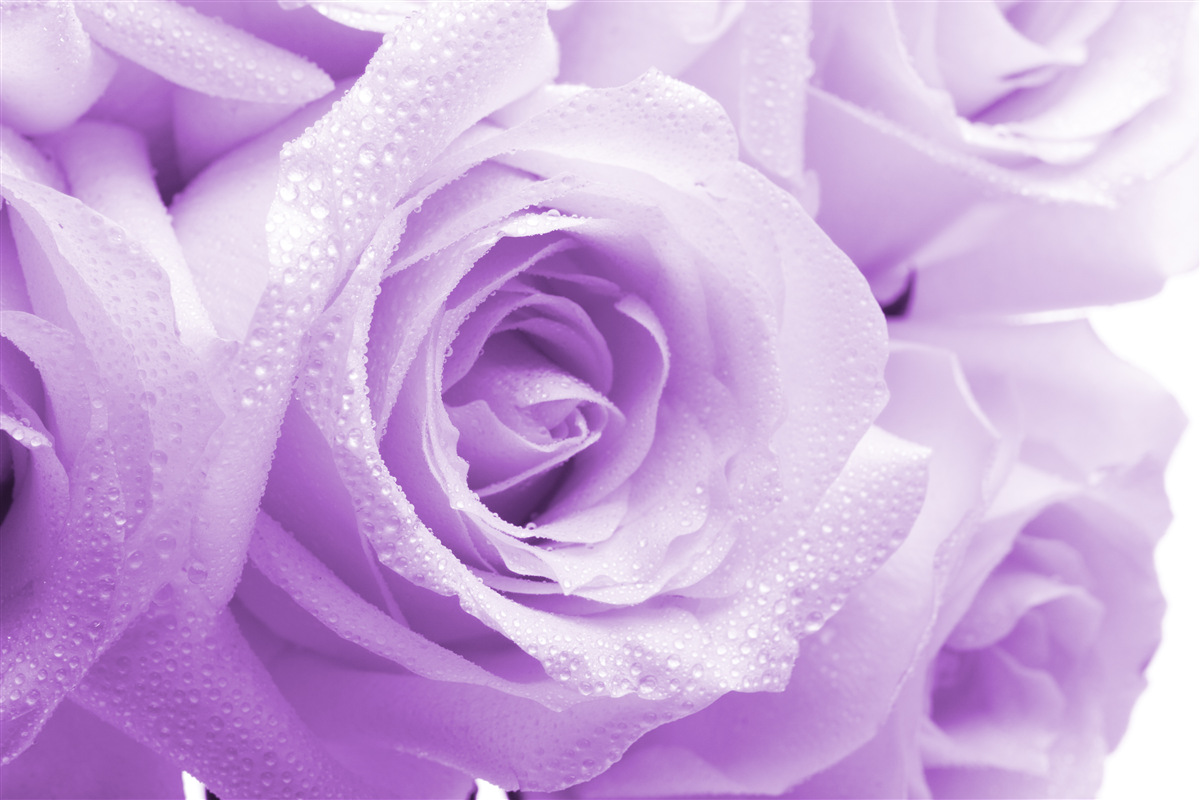 Fototapeten Ein Blumenstrauß mit zarten lila Rosen