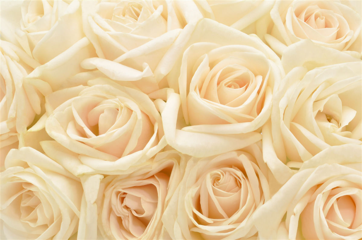 Fototapeten Ein Strauß cremiger Rosen