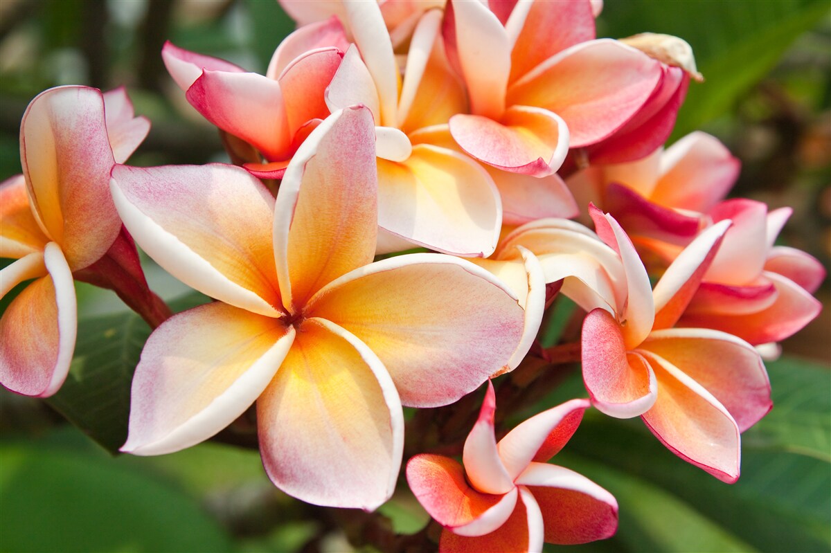 Fototapeten Frangipani mit attraktiven Blumen