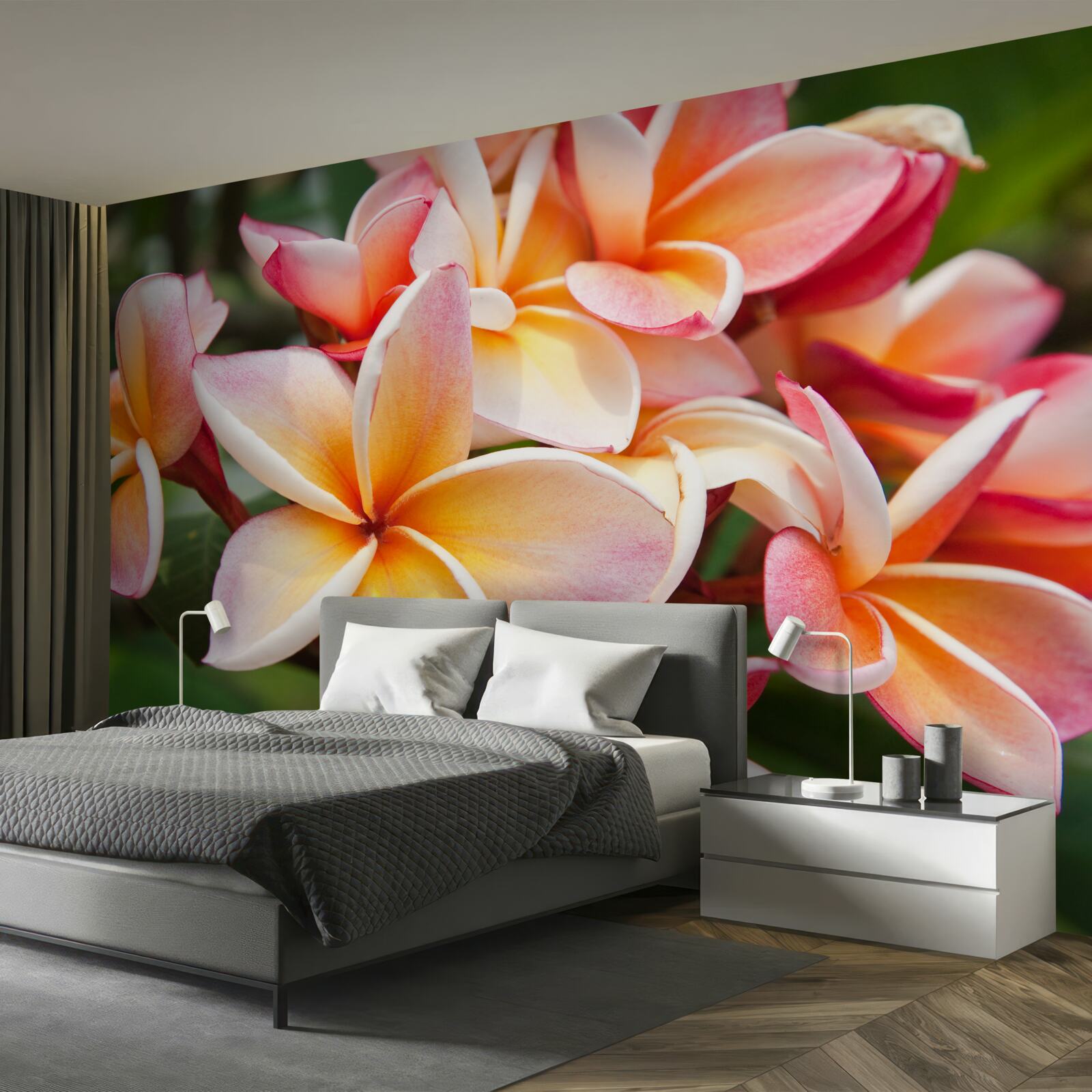 Fototapeten Frangipani mit attraktiven Blumen