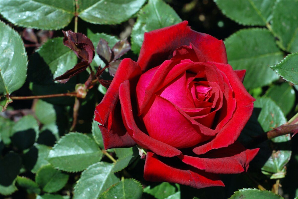 Fototapeten Eine scharlachrote Rose blühte im Garten