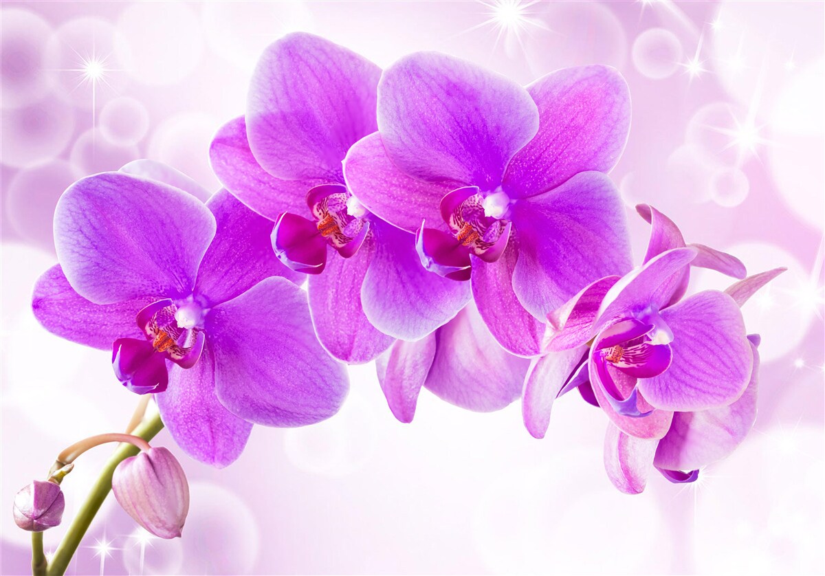 Fototapeten Die zarte lila Orchidee sieht wirklich beeindruckend aus