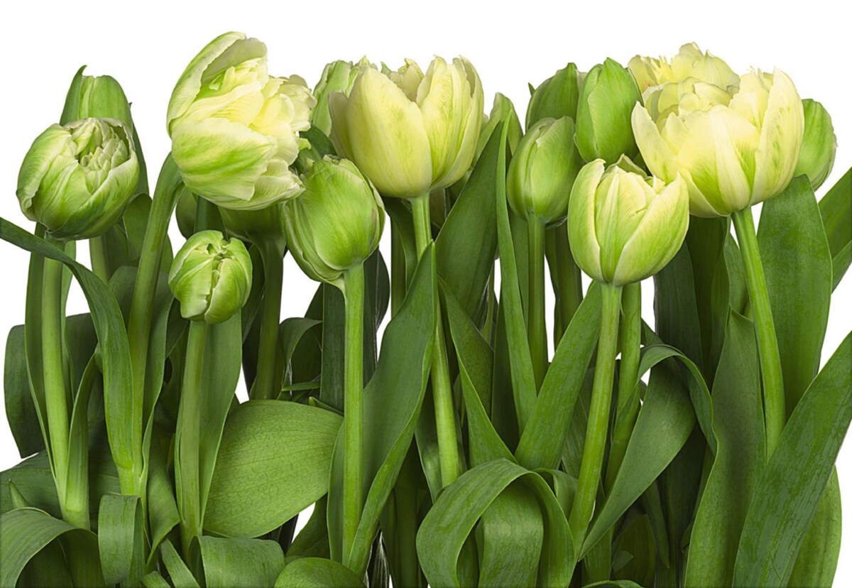 Fototapeten Ein Satz teilweise offener Lichttulpen