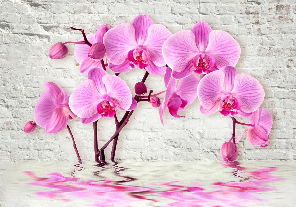 Fototapeten weiche lila Orchideenblume
