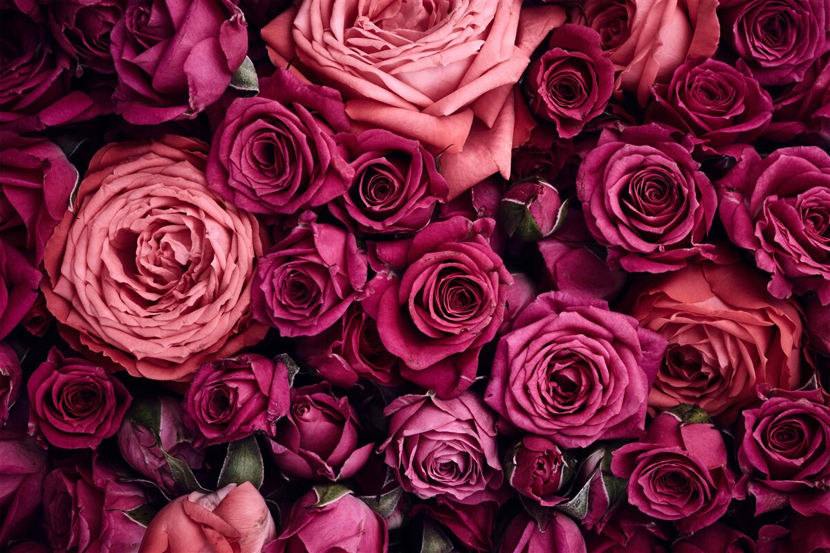 Fototapeten Eine Kombination aus duftenden rosa Rosen