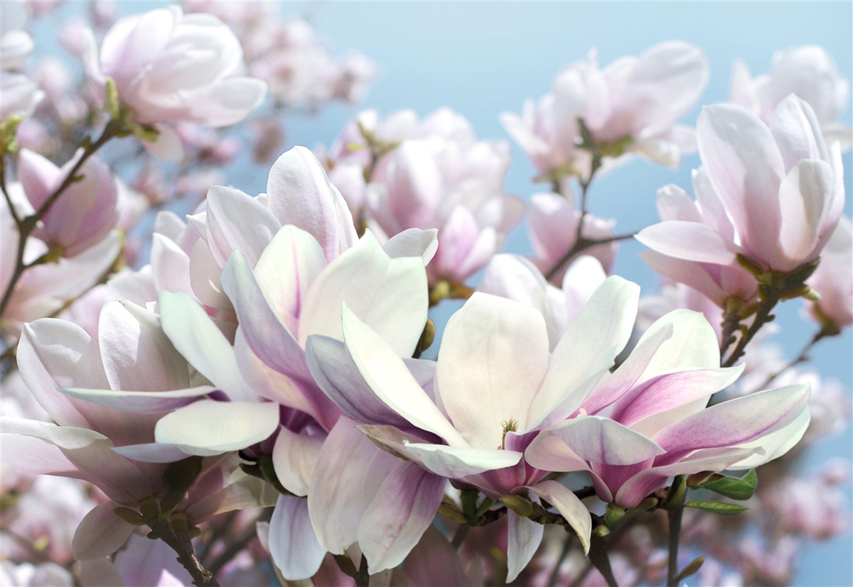 Fototapeten Magnolien in Blumen eingewickelt