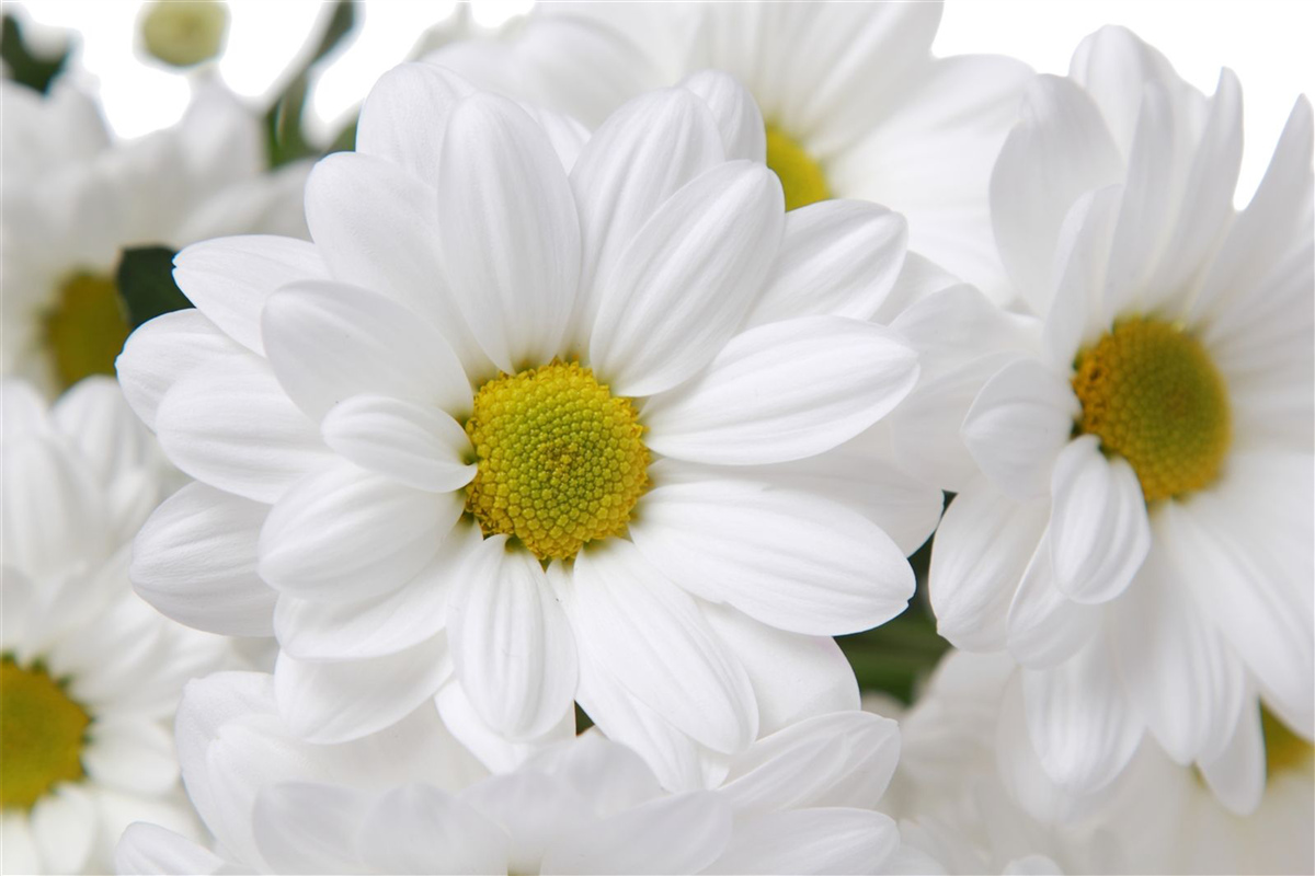Fototapeten Schneezusammensetzung -weiße Chrysanthemen