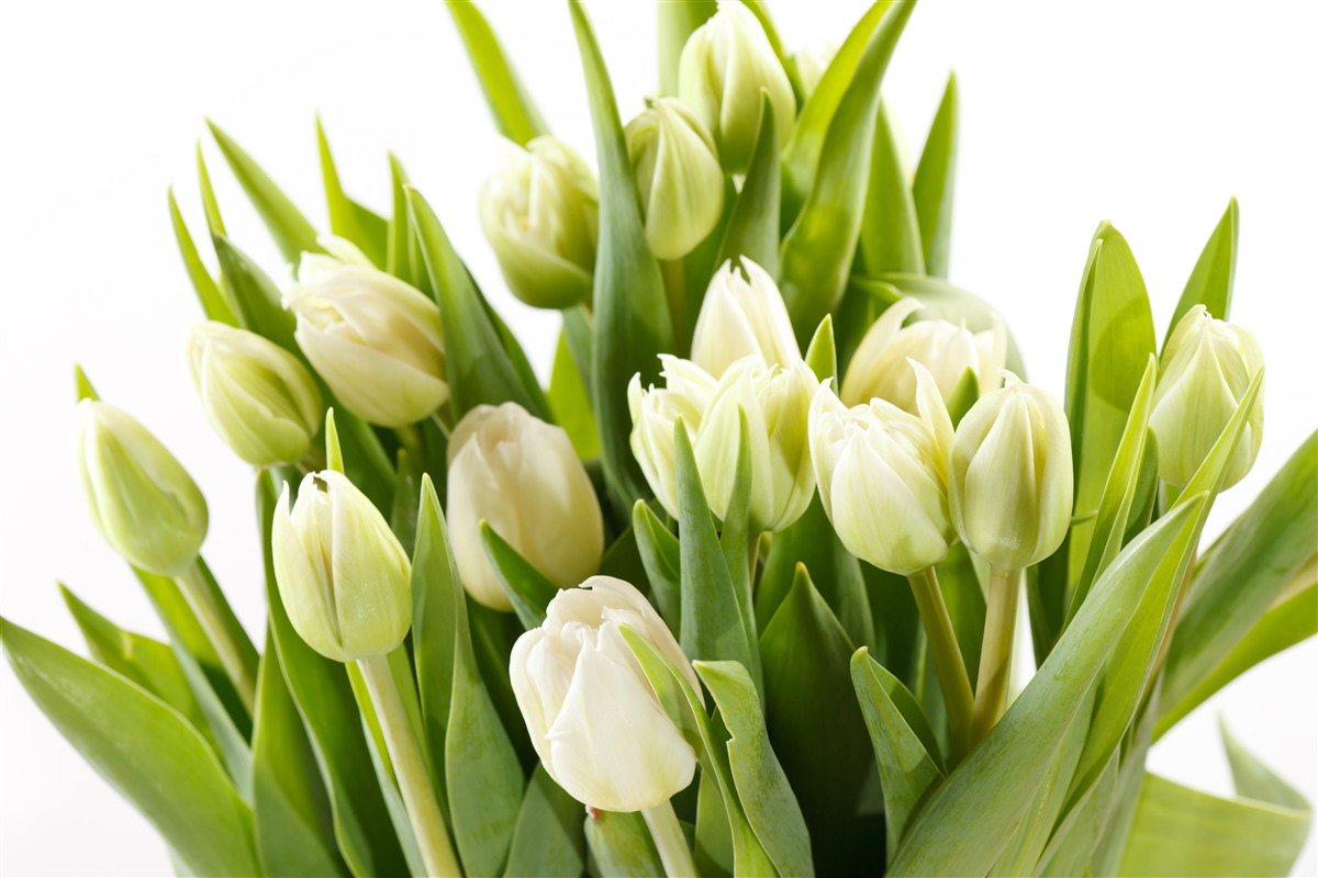 Fototapeten Ein Satz schneebedeckter Tulpen