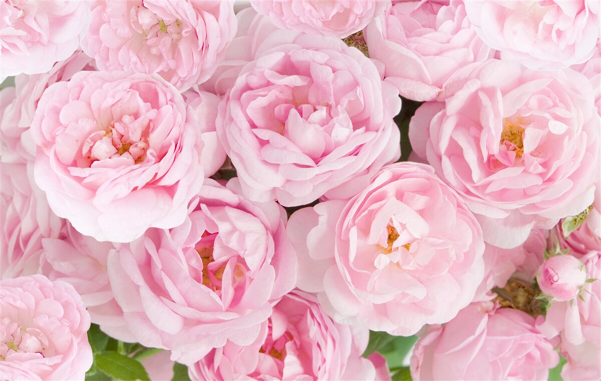 Fototapeten Rosa Rosen versammelten sich in einem Teestrauß