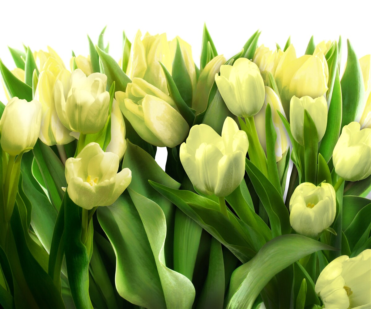 Fototapeten Gelbe Tulpen mit grünen Blättern