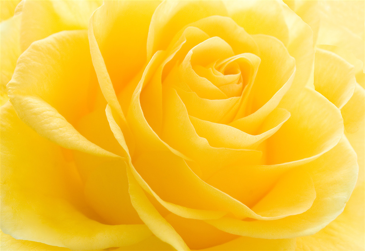 Fototapeten Makrofotografie einer gelben rosa Blume