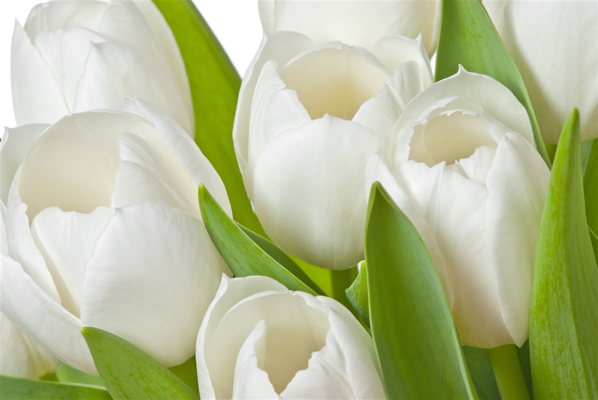 Fototapeten Tolle helle Tulpen