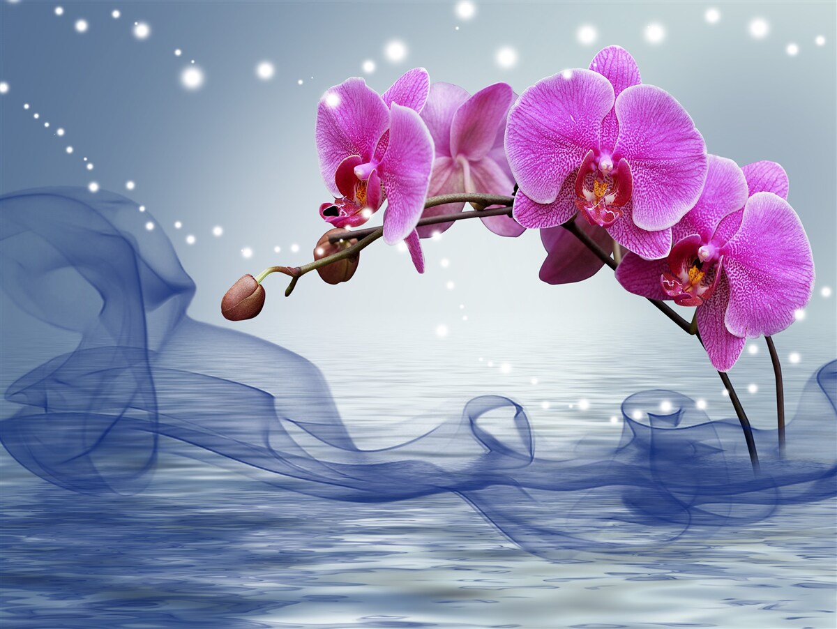 Fototapeten Der Stiel einer wunderbaren lila Orchidee Orchidee