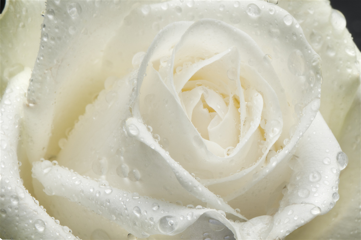 Fototapeten Weiße Rose mit morgendlicher Tau bedeckt