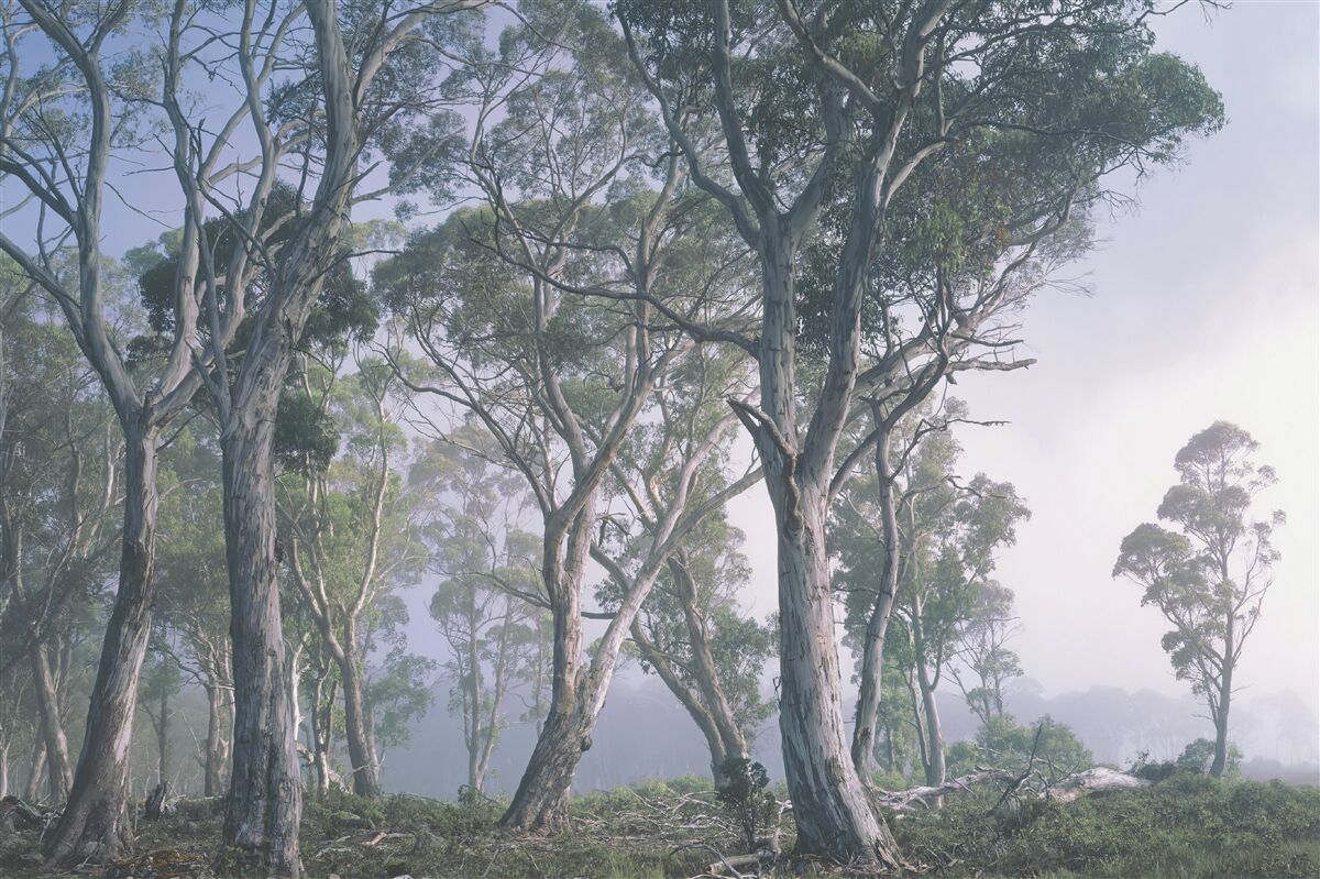 Fototapeten Der Morgen wacht in einem nebligen Wald auf