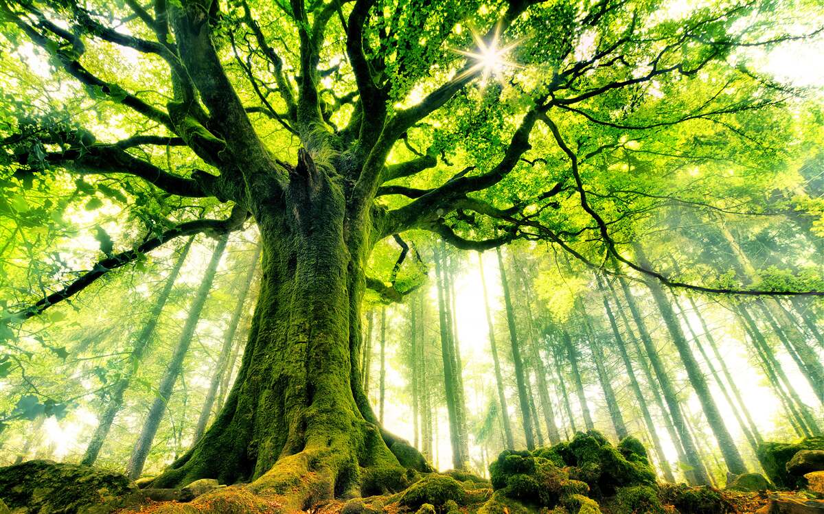 Fototapeten Der majestätische Baum der Existenz wird durch den Sonnenaufgang begrüßt