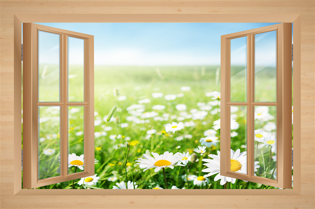 Fototapeten Zeigen Sie vom Fenster zum Kamillefeld an