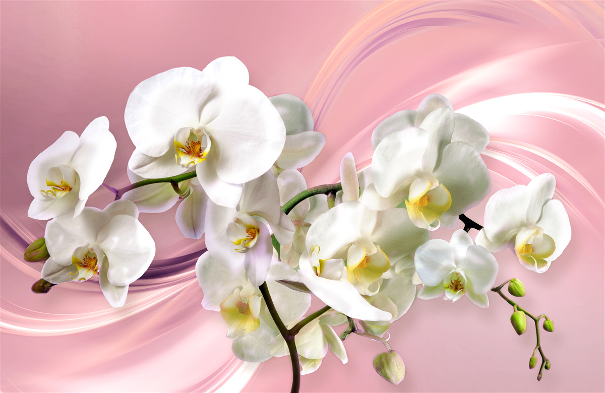 Fototapeten Große weiße Orchideen auf einem rosa Hintergrund